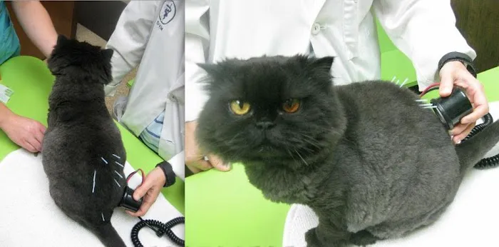Marion Animal Hospital Picture 2