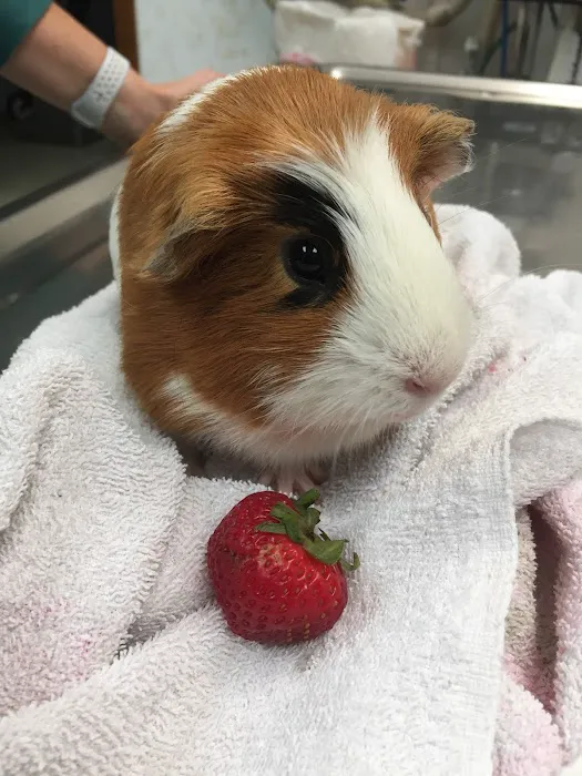 Marion Animal Hospital Picture 3