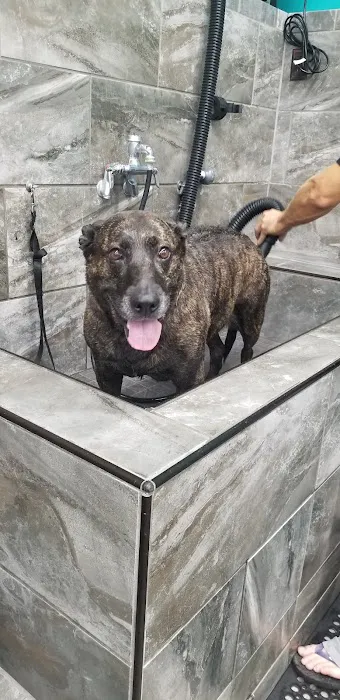 Pet Supermarket Picture 8