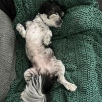 Woodland Animal Clinic ico