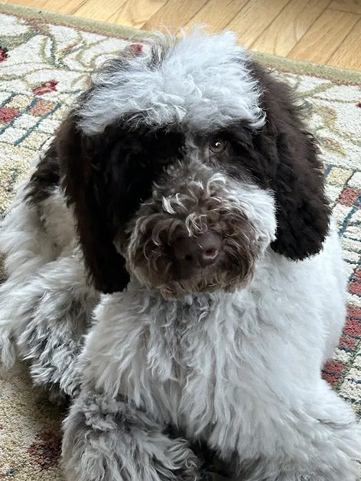 Woodland Animal Clinic Picture 7