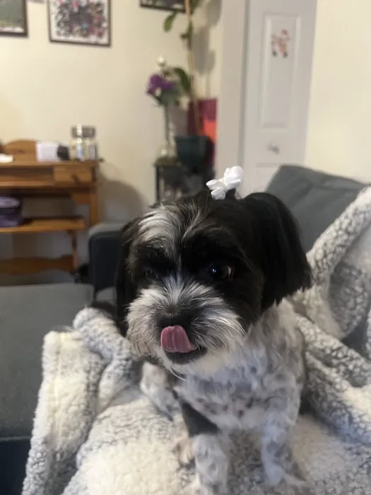 Woodland Animal Clinic Picture 5