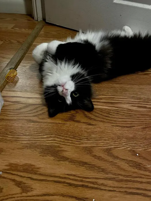 Woodland Animal Clinic Picture 9