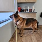 Veterinary Urgent Care Center - Easton