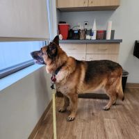 Veterinary Urgent Care Center - Easton ico