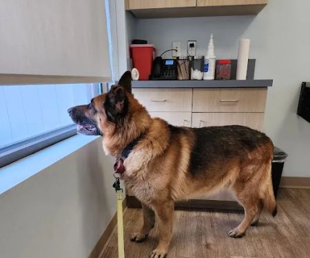 Veterinary Urgent Care Center - Easton
