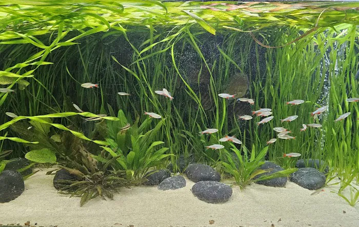 Shop Market Aquariums Picture 10