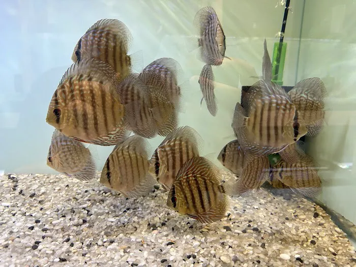 Shop Market Aquariums Picture 9