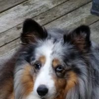 Animotion Animal Rehabilitation ico