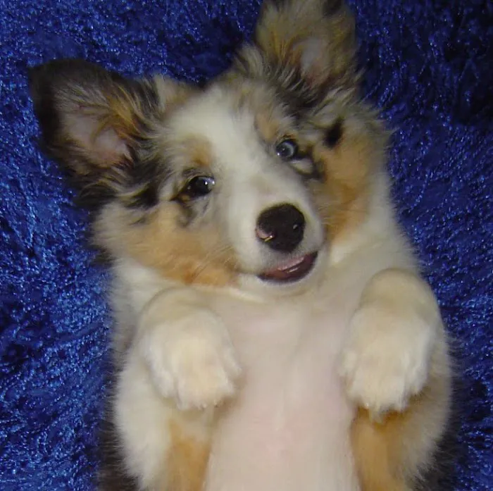 Animotion Animal Rehabilitation Picture 4