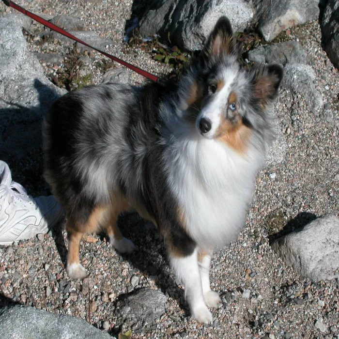 Animotion Animal Rehabilitation Picture 10