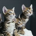 Colby Bengals