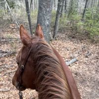 Highland Hill Vet Services LLC ico