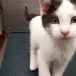 Middleboro Animal Clinic