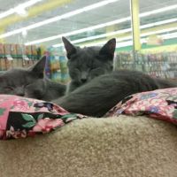 Pet Supplies Plus Lafayette ico