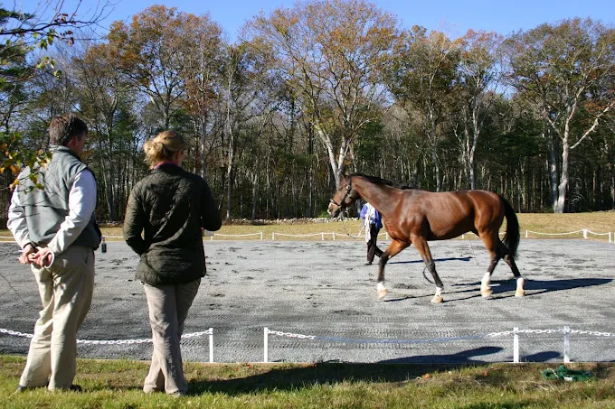South Shore Equine Clinic & Diagnostic Center Picture 2