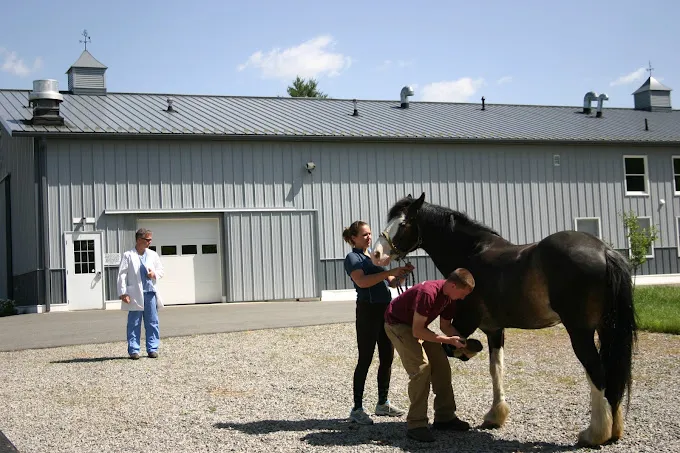 South Shore Equine Clinic & Diagnostic Center Picture 3