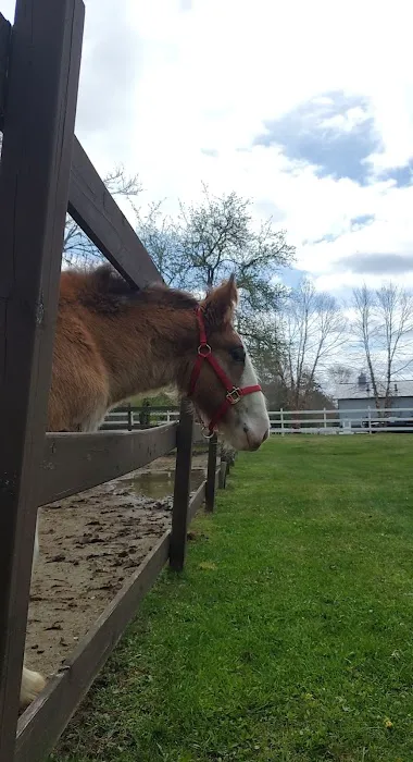 South Shore Equine Clinic & Diagnostic Center Picture 5