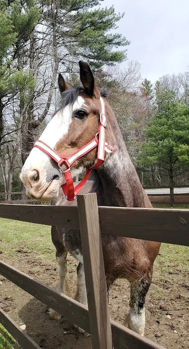 South Shore Equine Clinic & Diagnostic Center Picture 6