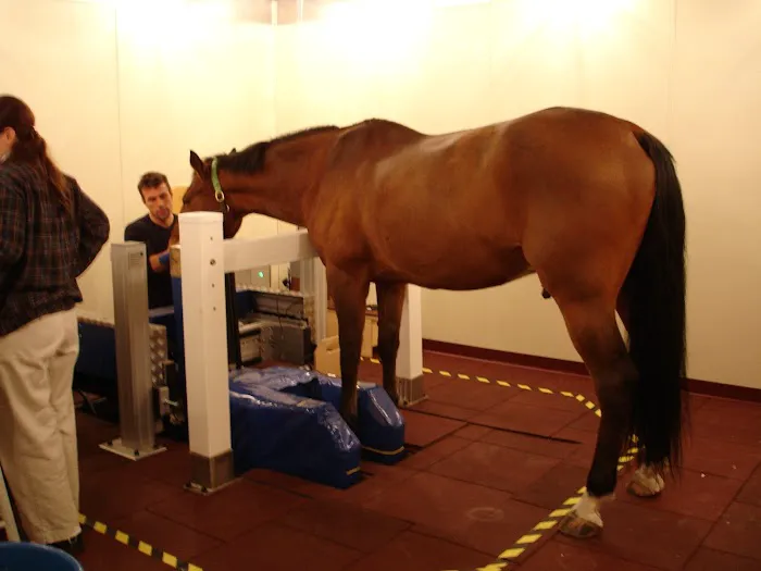 South Shore Equine Clinic & Diagnostic Center Picture 8