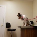 Halifax Veterinary Service