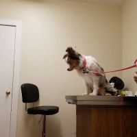 Halifax Veterinary Service ico