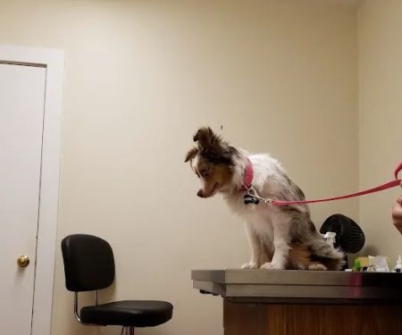 Halifax Veterinary Service