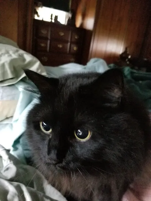 Halifax Veterinary Service Picture 5