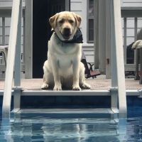 Mobile Animal Care ico