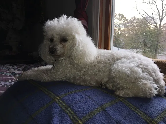 East Bridgewater Veterinary Picture 1
