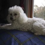 East Bridgewater Veterinary