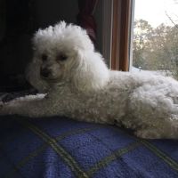 East Bridgewater Veterinary ico