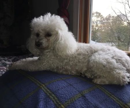 East Bridgewater Veterinary