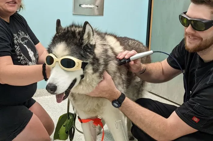 JM Pet Resort & Veterinary Clinic Picture 6