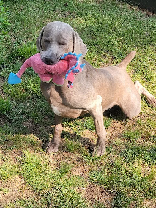 VCA Whitman Animal Hospital Picture 1