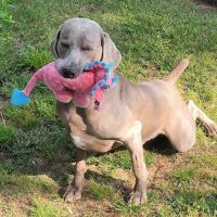 VCA Whitman Animal Hospital ico