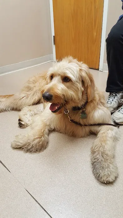 VCA Whitman Animal Hospital Picture 3