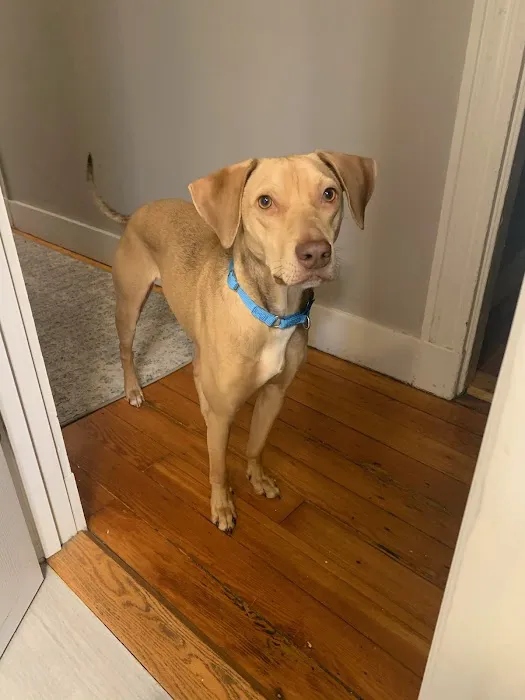 VCA Whitman Animal Hospital Picture 2