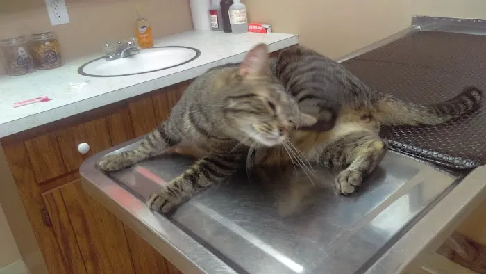 VCA Whitman Animal Hospital Picture 4