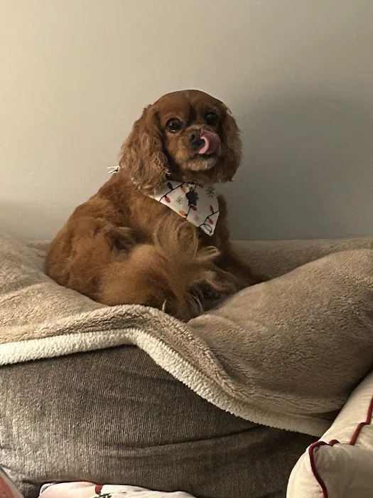 VCA Whitman Animal Hospital Picture 5