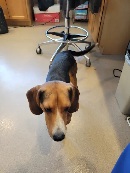 VCA Whitman Animal Hospital Picture 7