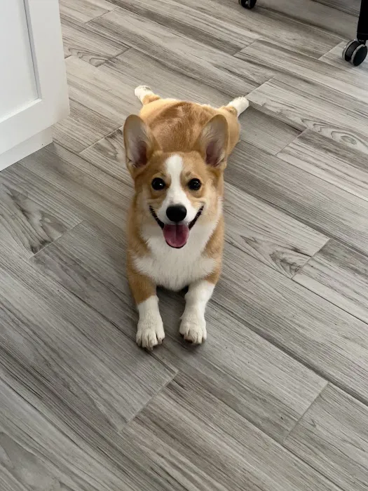 VCA Whitman Animal Hospital Picture 8