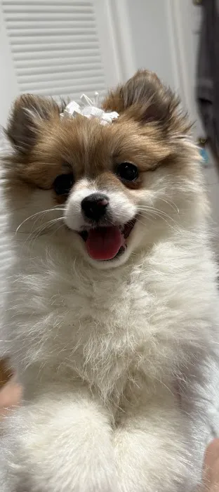 VCA Whitman Animal Hospital Picture 10