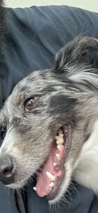 Brockton Animal Hospital Picture 4