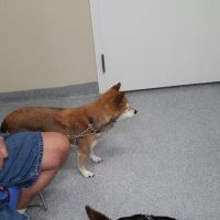 VCA Lloyd Animal Hospital ico