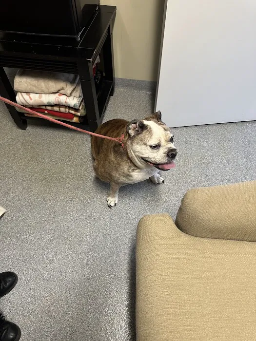 VCA Lloyd Animal Hospital Picture 4