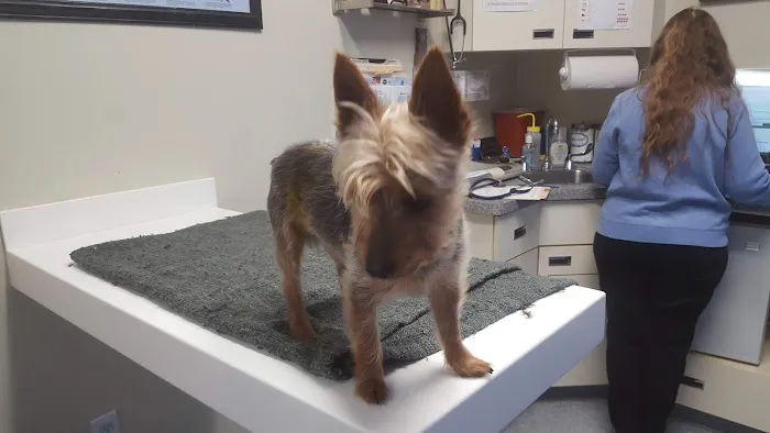 VCA Lloyd Animal Hospital Picture 6