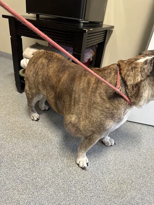 VCA Lloyd Animal Hospital Picture 5