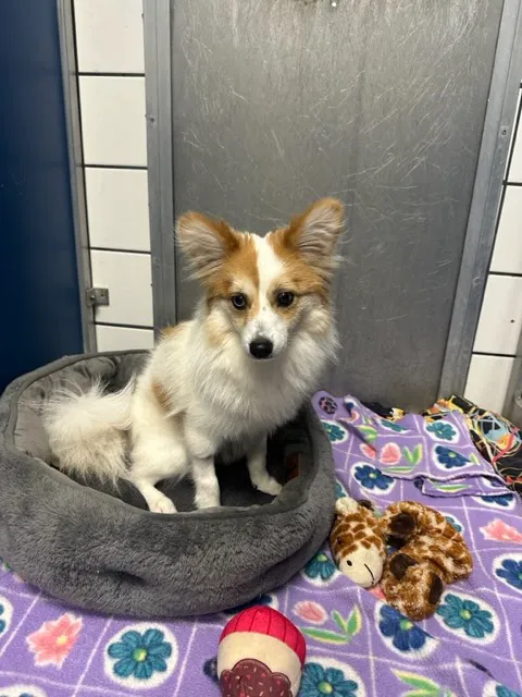 VCA Lloyd Animal Hospital Picture 7