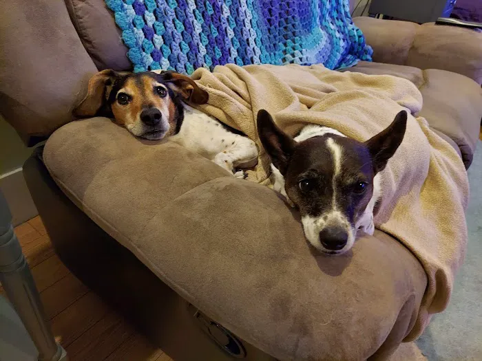 VCA Lloyd Animal Hospital Picture 10